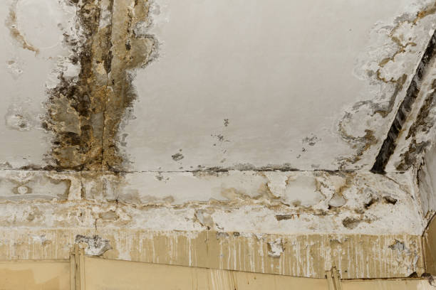 Best Mold-Related Health Consultation  in Bayard, NE