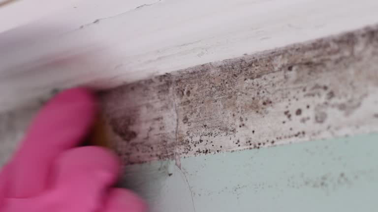 Bayard, NE Mold Removal Company